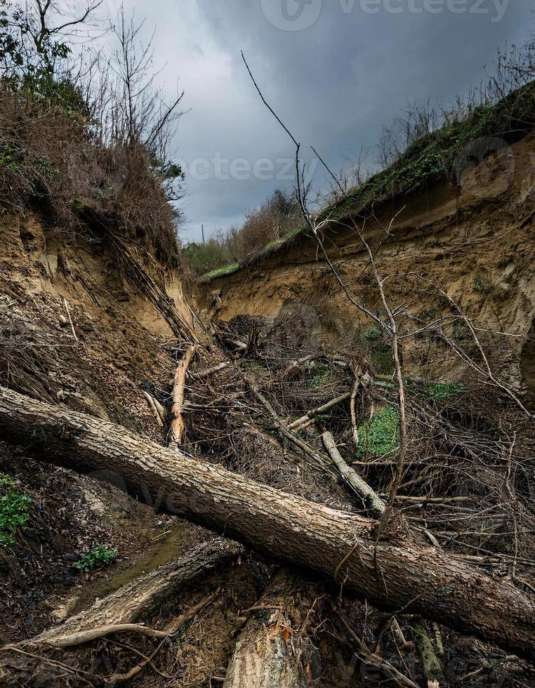 Wet and Gloomy Landscape with a Fallen Tree on a Cliffside photo