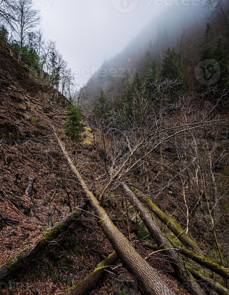 Stormy and Foggy Scene with a Tree Fallen Over a Precipice photo
