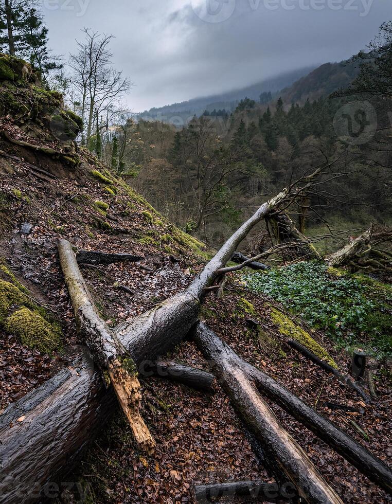 Haunting View of a Broken Tree Lying Across a Deep Chasm photo