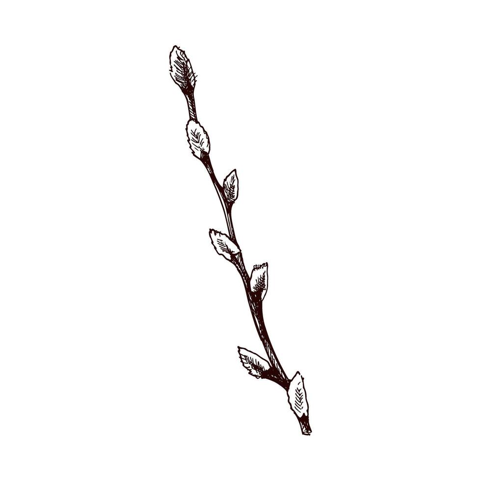 Hand drawn vintage sketch of willow branch with buds vector