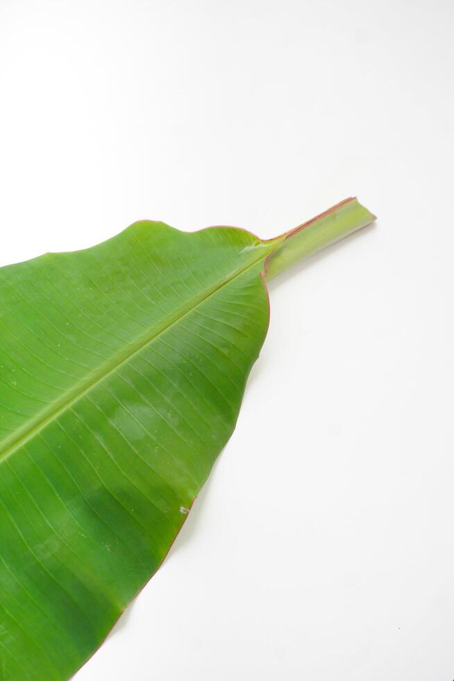 White Transparent Background Of Green Fresh Banana Leaf , daun pisang yang hijau dan segar di background transparan photo