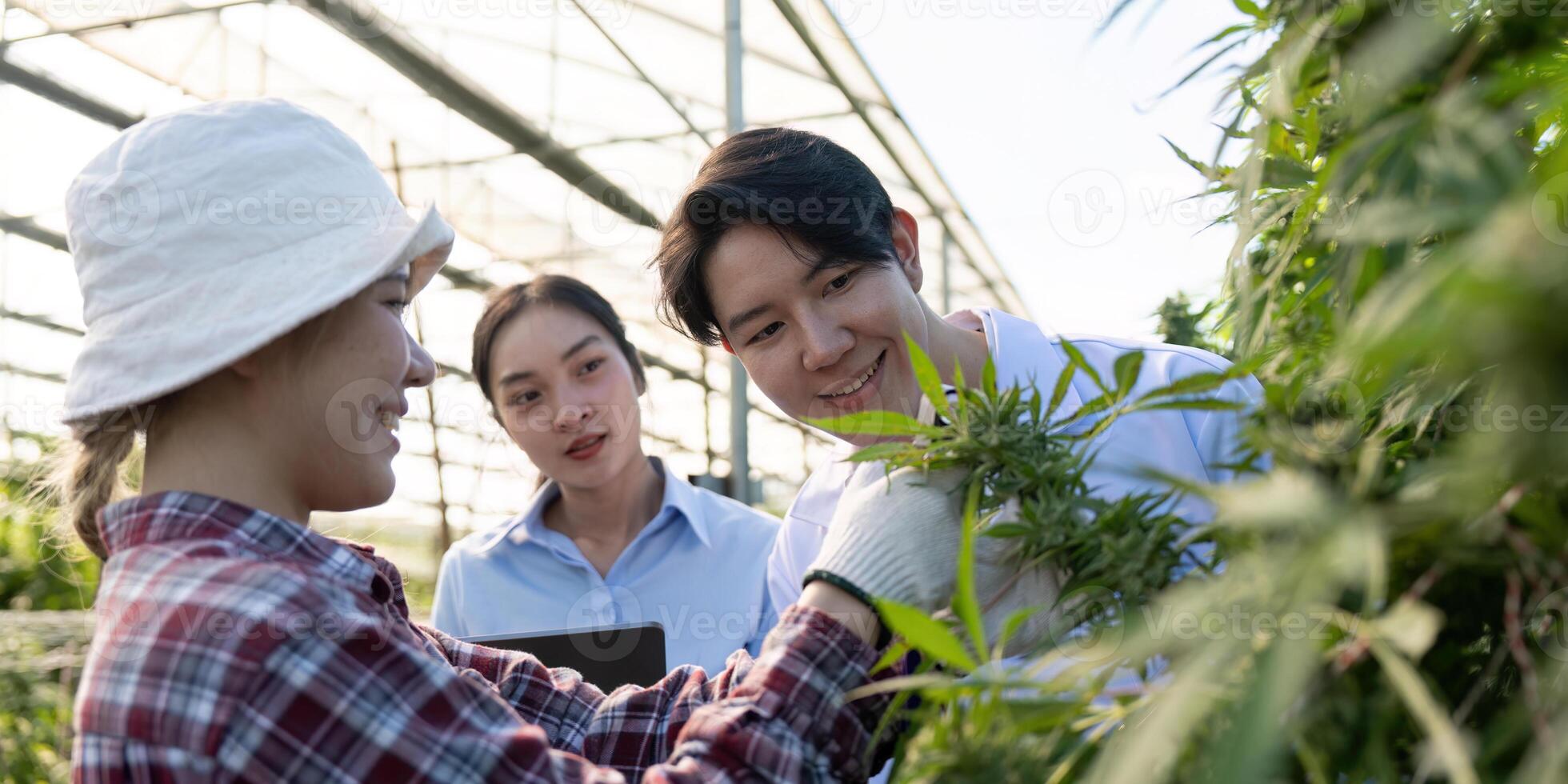 Collaborative researchers inspecting cannabis plants with a gardener in a greenhouse. photo