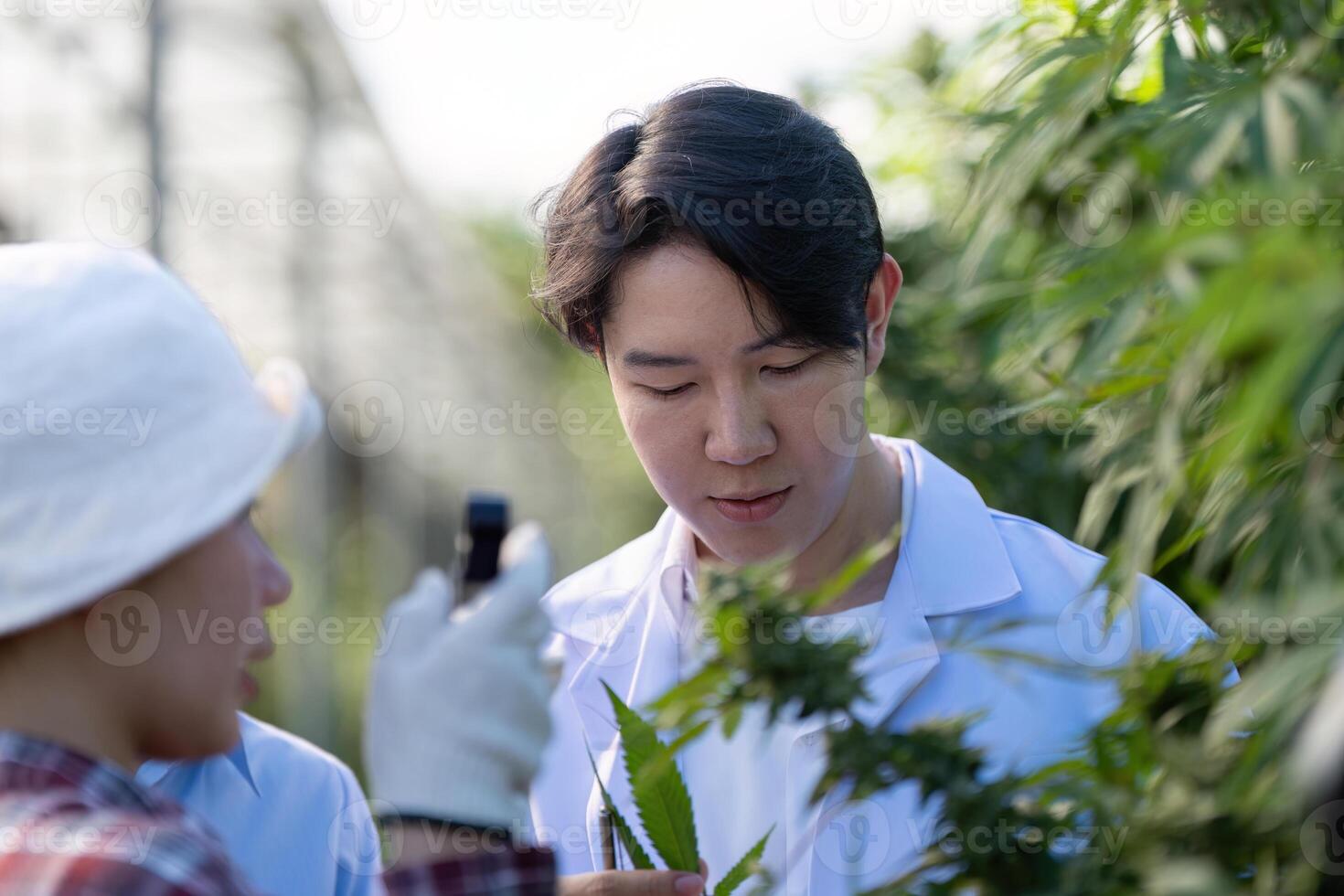 Asian researcher inspecting cannabis plants in a greenhouse setting. photo
