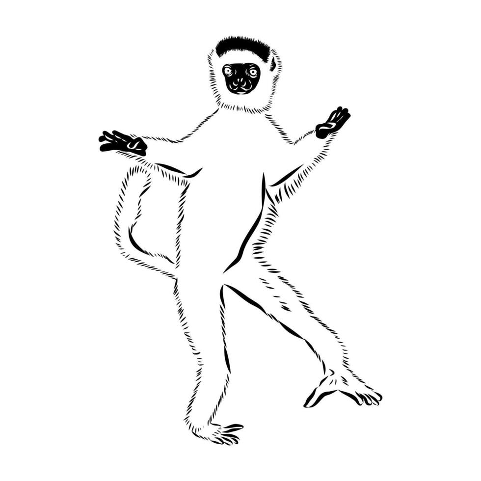 Dancing Madagascar half monkey sifaki sketch vector