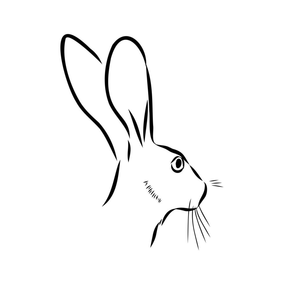 Big-eared Abyssinian rabbit vector