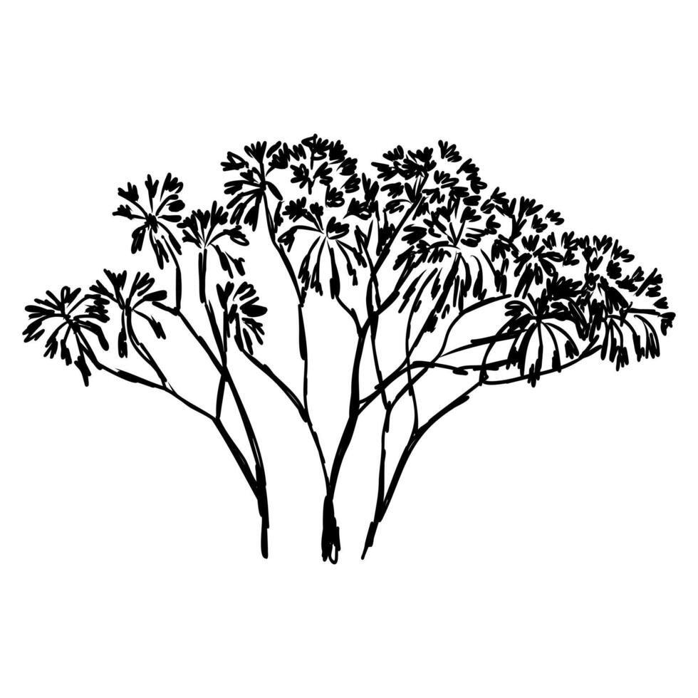 The African savanna tree vector
