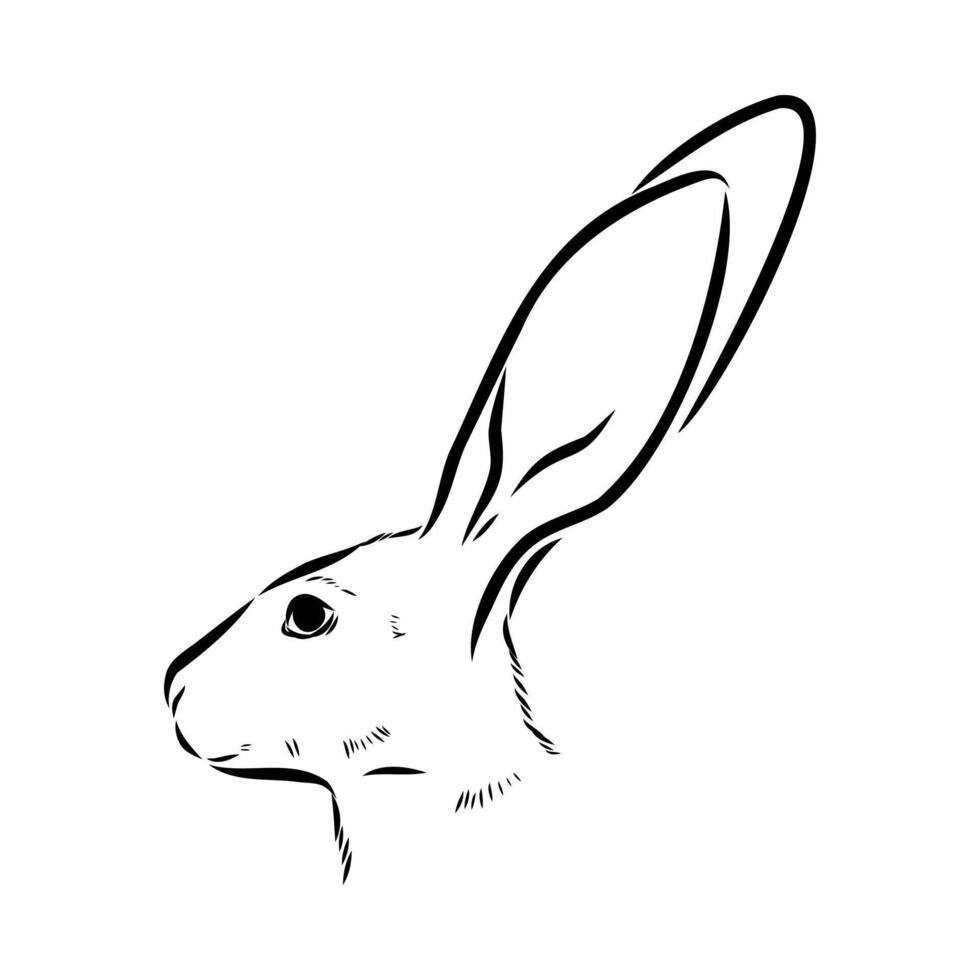 A black and white drawing of a rabbit's head vector