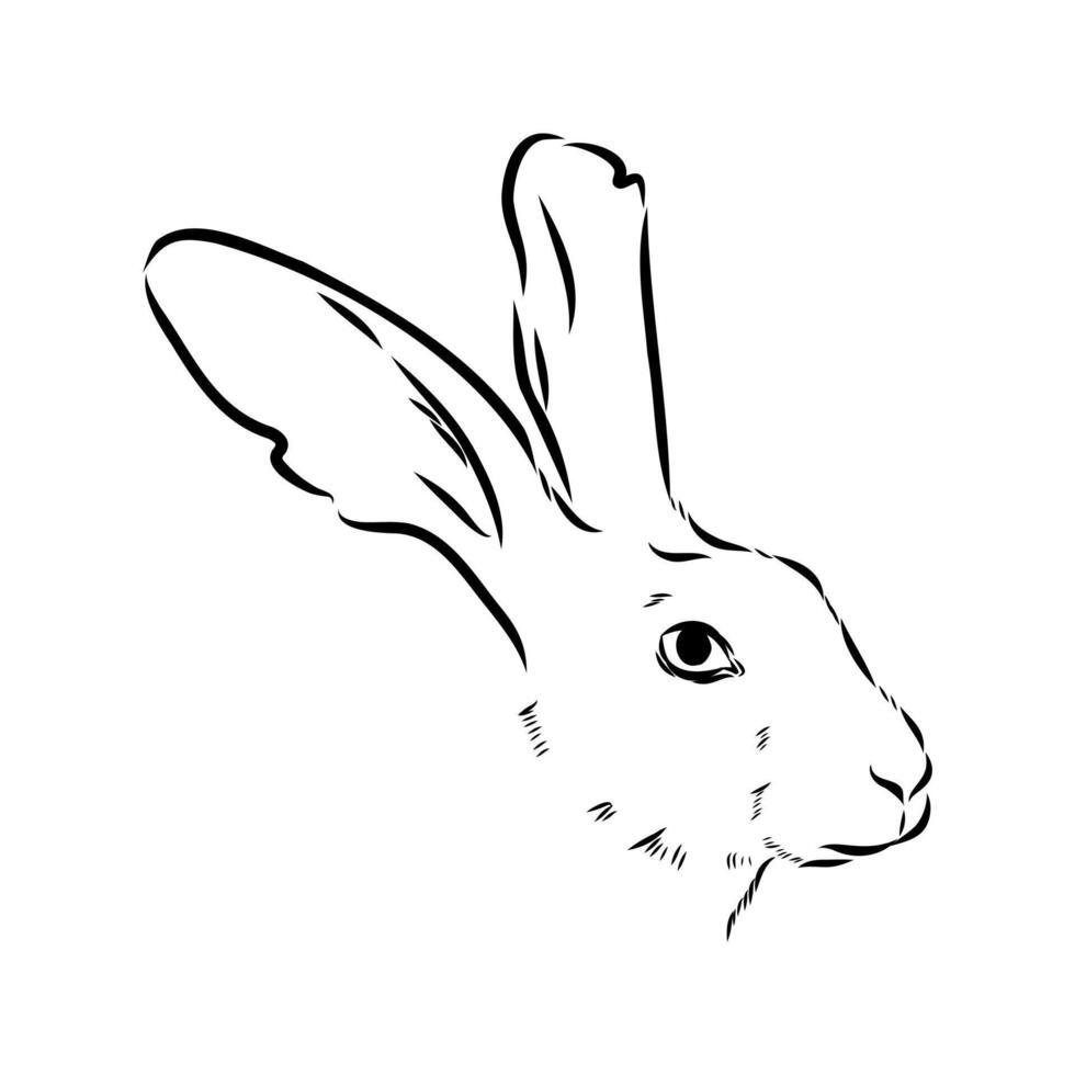 Abyssinian rabbit sketch vector