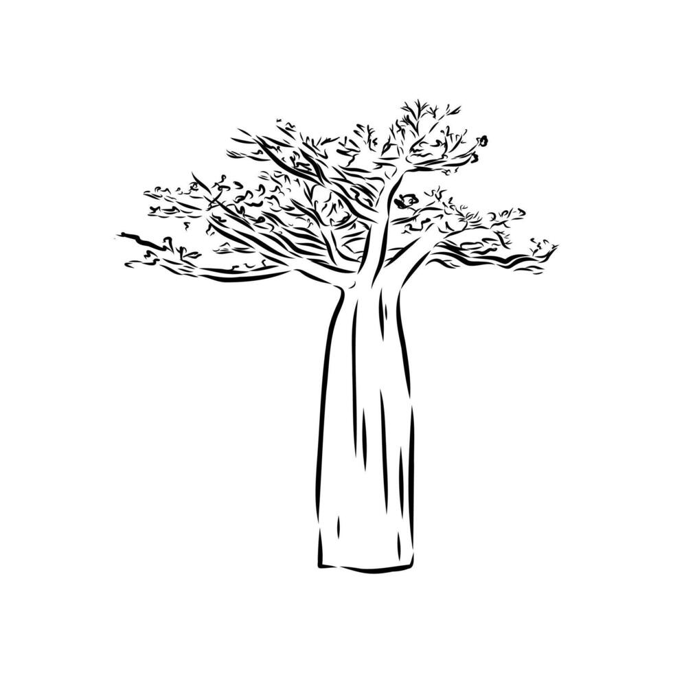 black and white sketch of a baobab tree vector