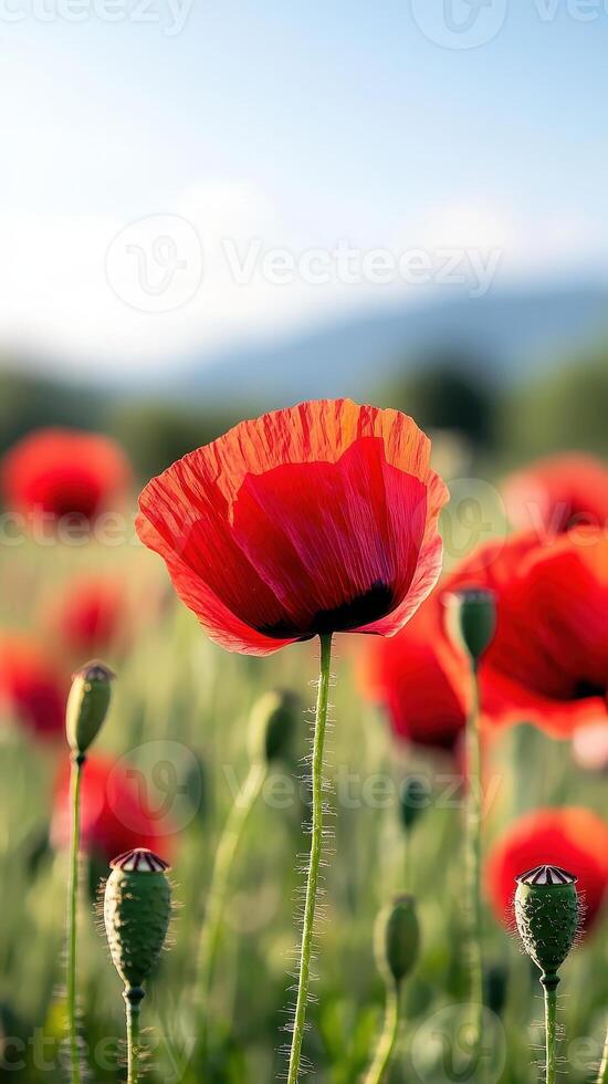 Bright red poppies blooming in vast green field under clear sky, creating vibrant and serene landscape. flowers stand tall, showcasing their delicate petals and lush surroundings photo