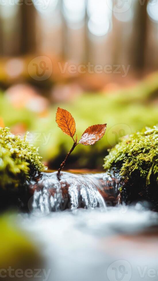 serene forest scene featuring small stream with cascading water, surrounded by vibrant green moss and single leaf emerging from water. tranquil atmosphere evokes sense of peace and connection with photo
