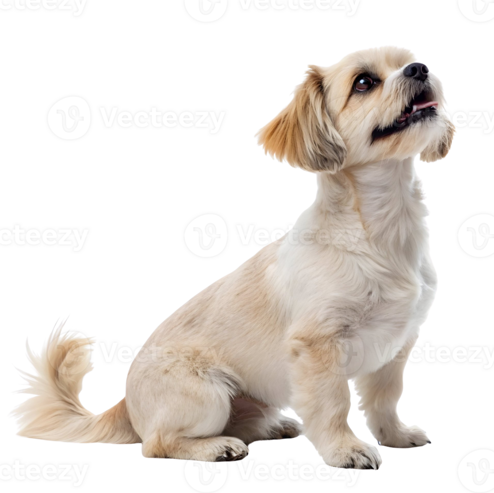 A small dog sitting on a transparent background png