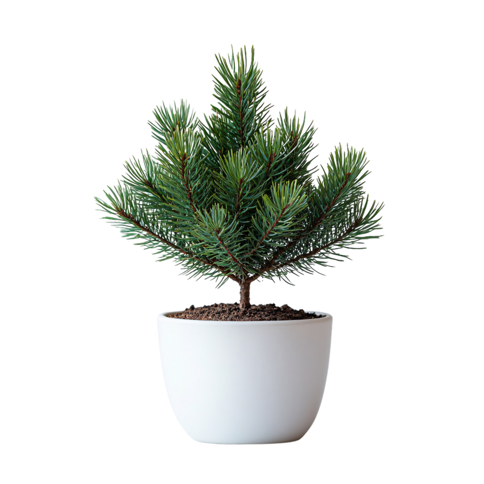 A symmetrical evergreen tree in a white ceramic pot, perfect for holiday decor or year-round greenery in a minimal space png