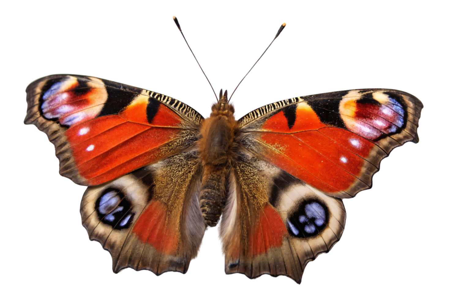 A butterfly, rich red tones with unique patterns on its wings. Delicate and vibrant, capturing the beauty of natural symmetry png
