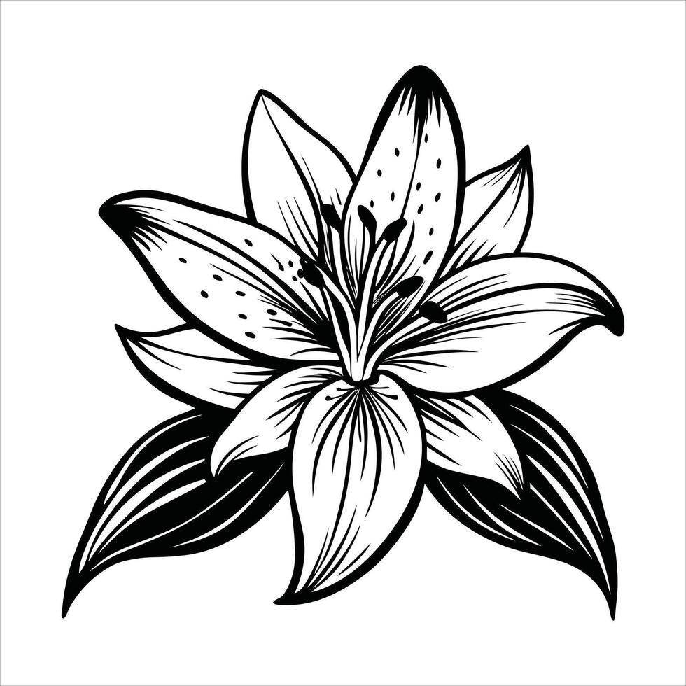 Blooming Lily Nature Delicate Gem vector