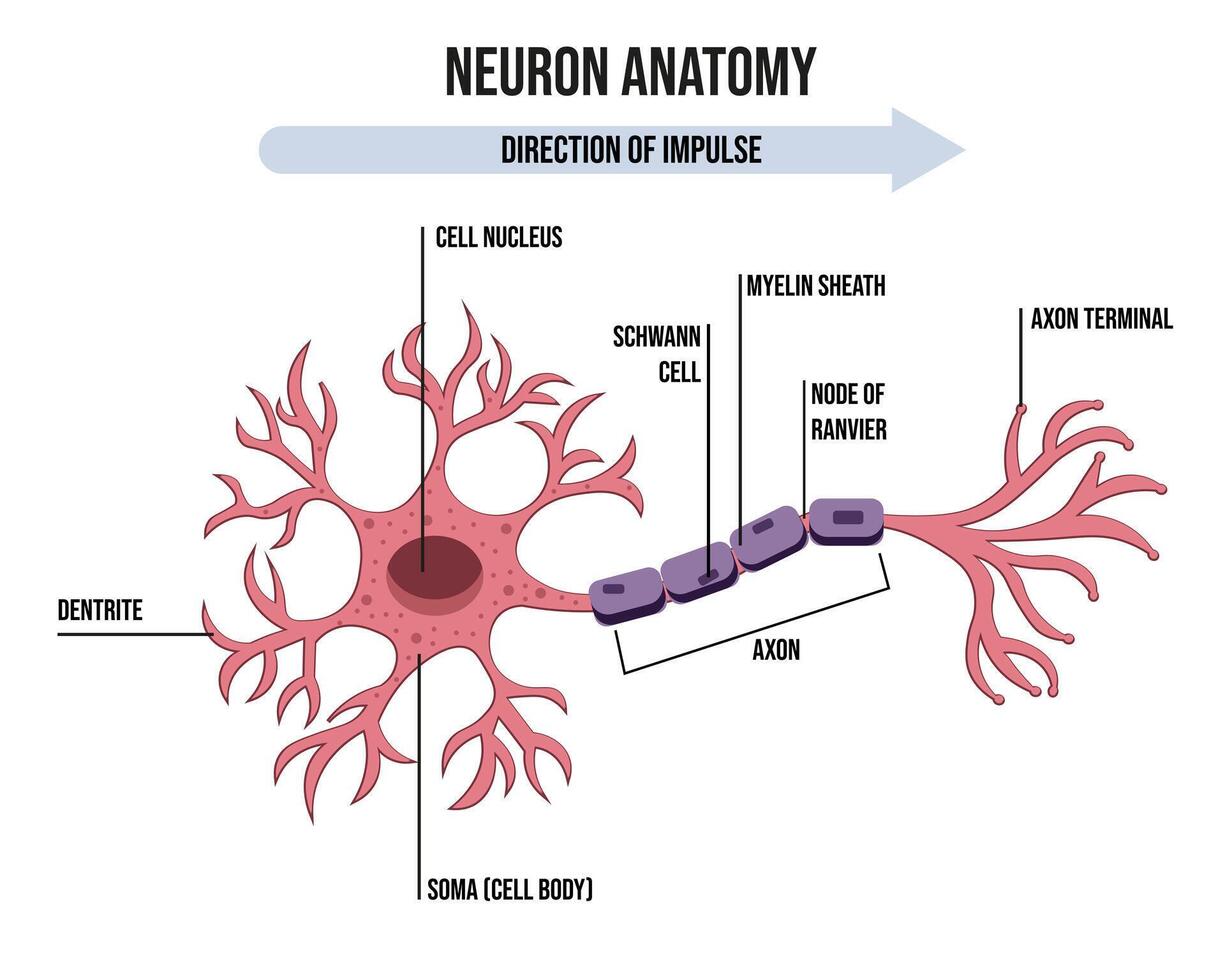 Diagram of Neuron Anatomy. Illustration of neuron anatomy. vector