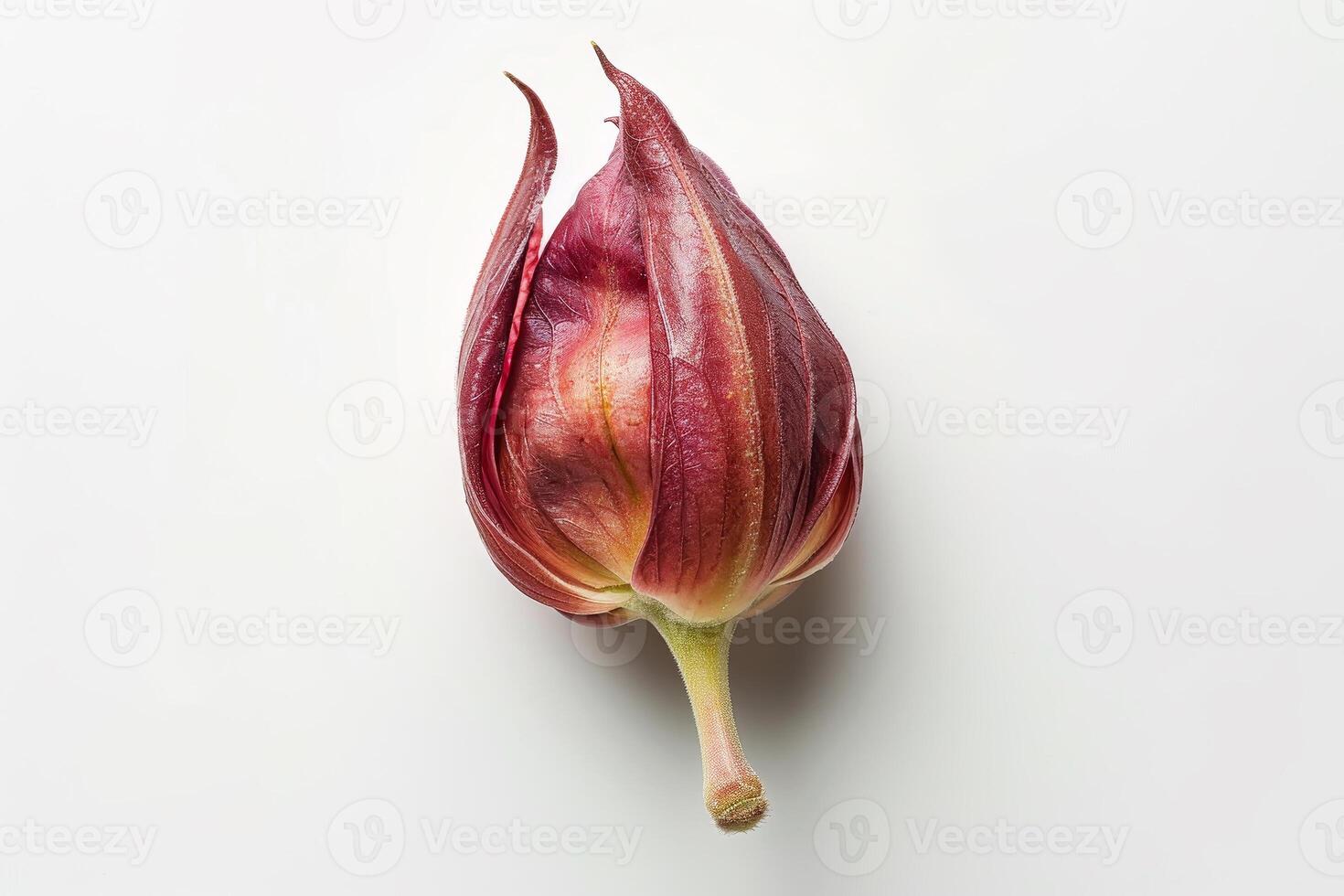 The tropical flower bud showcases rich red hues with a unique petal structure. Its smooth texture and gentle curves create a striking visual against the plain backdrop photo