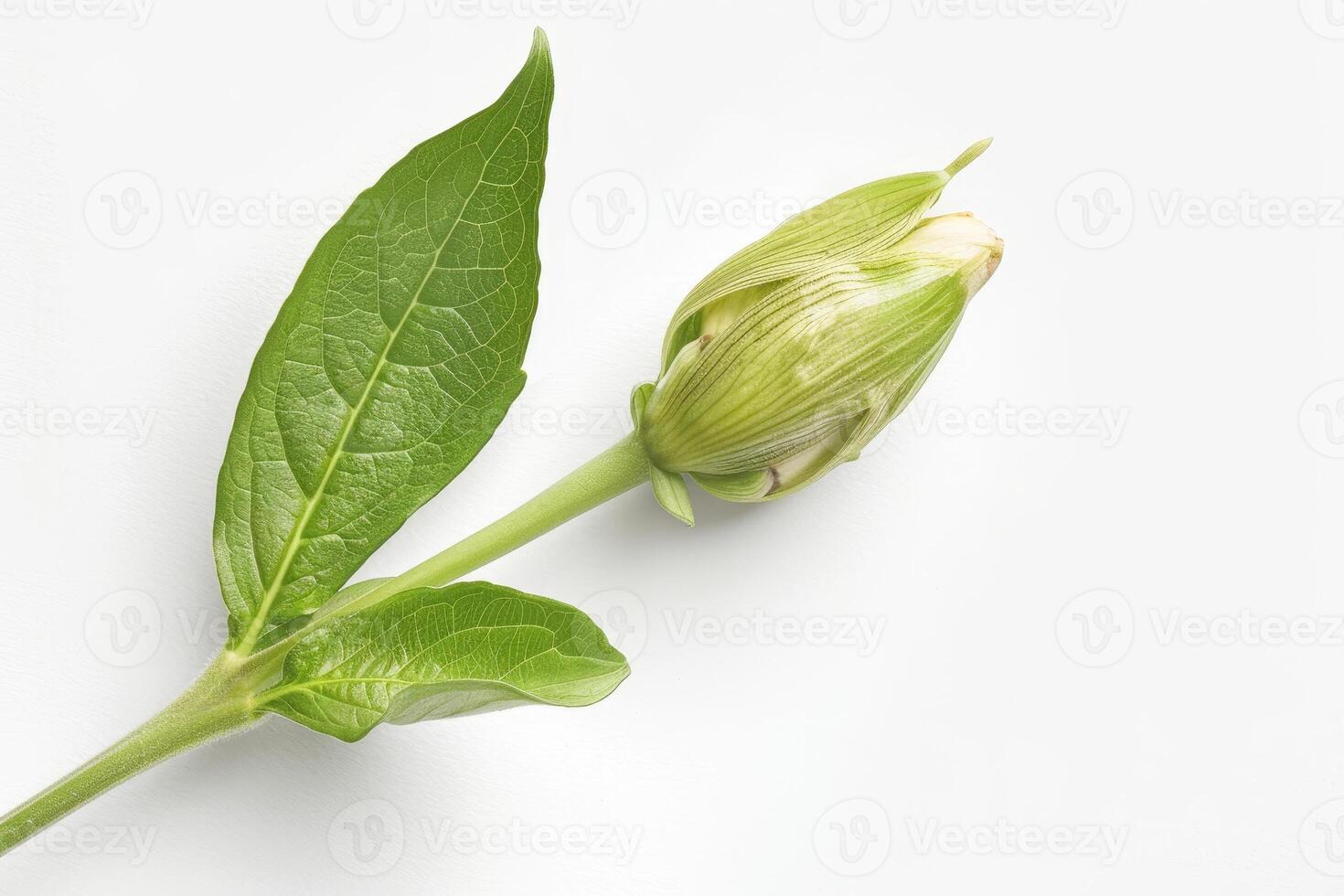 The image showcases a close-up of a budding flower, still tightly closed, surrounded by vibrant green leaves, all set against a simple white background photo