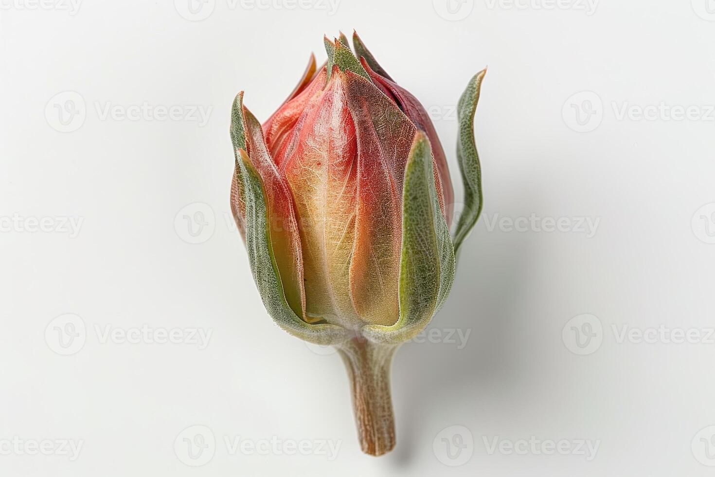A vibrant bud emerges with shades of red and green, displaying its delicate structure and textures, set against a plain backdrop that enhances its natural beauty photo