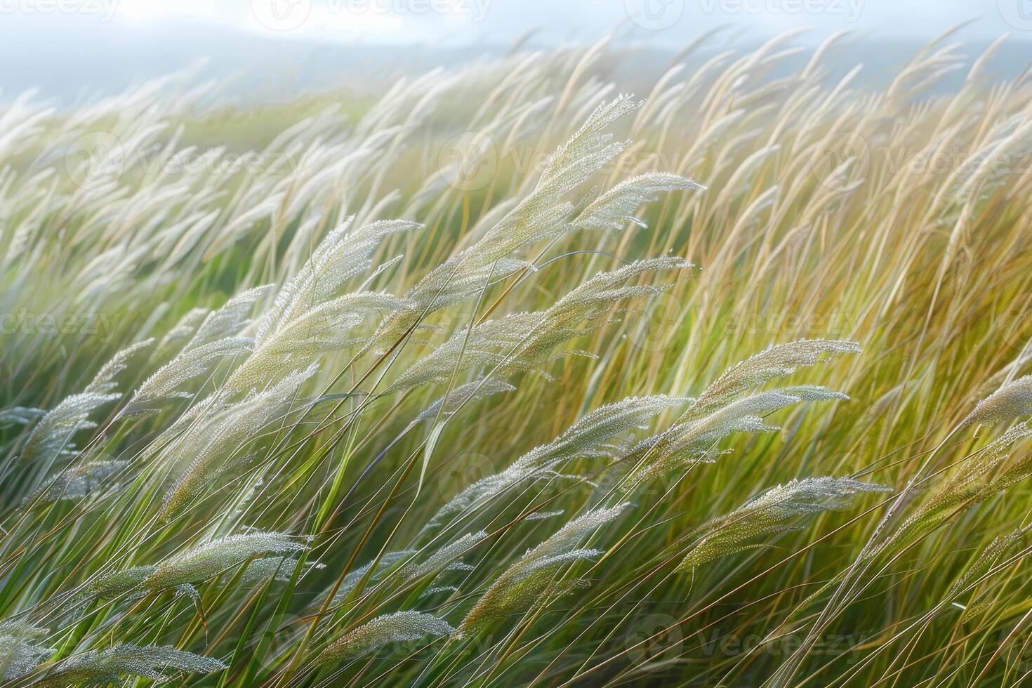 A field of tall grasses with a blue sky photo