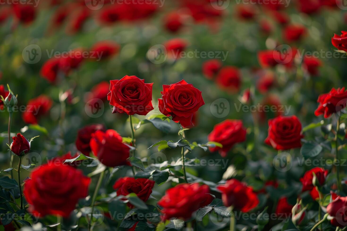 A field of red roses photo