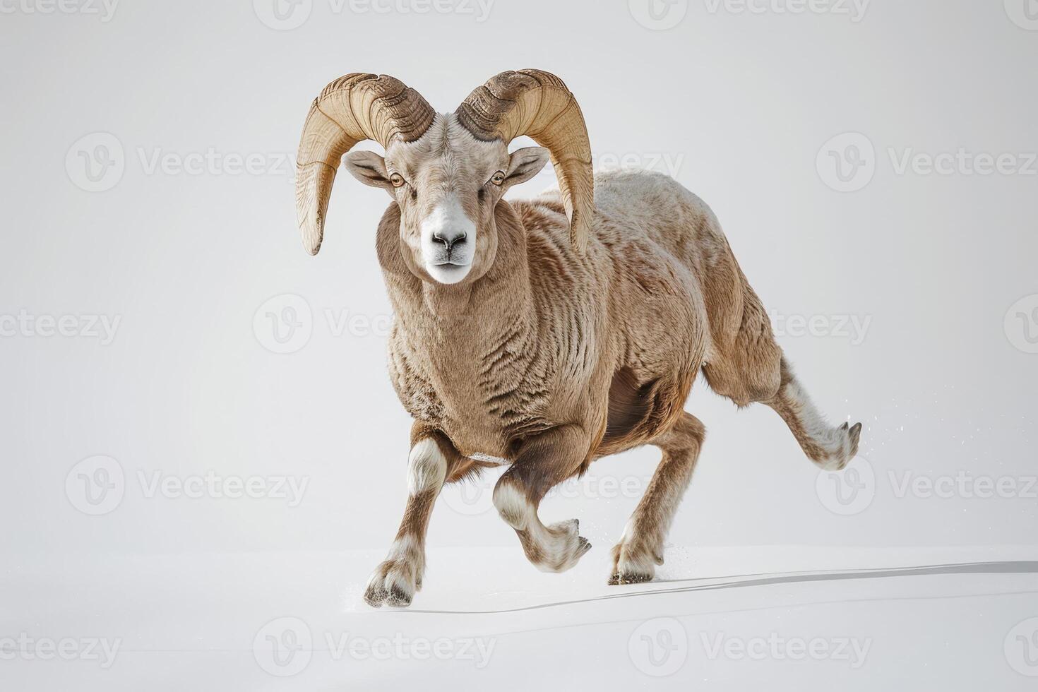 A ram is running on a white background photo