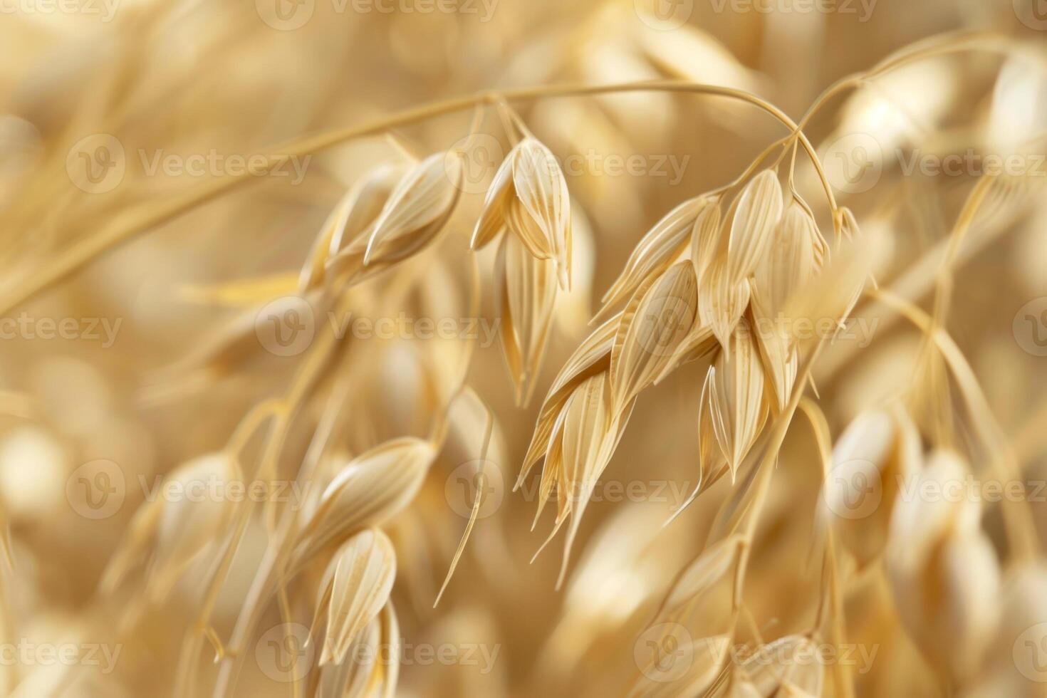 Close up of a bunch of golden wheat photo