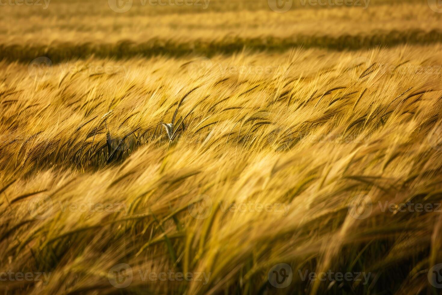 A field of golden wheat is seen in the distance photo