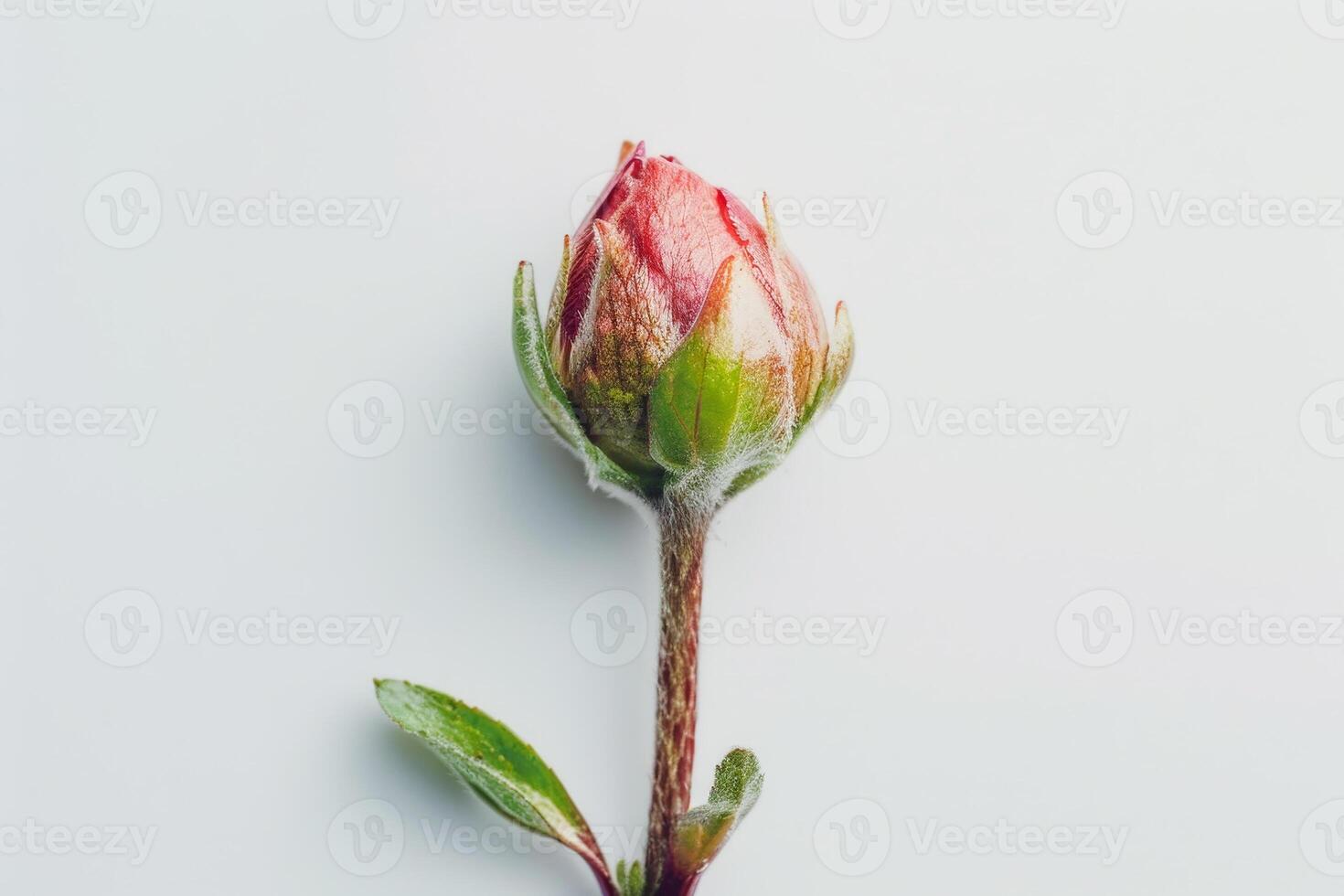 A small rosebud with hints of pink, supported by a slender stem and surrounded by vibrant green leaves, illustrates the charm of springtime blossoms photo