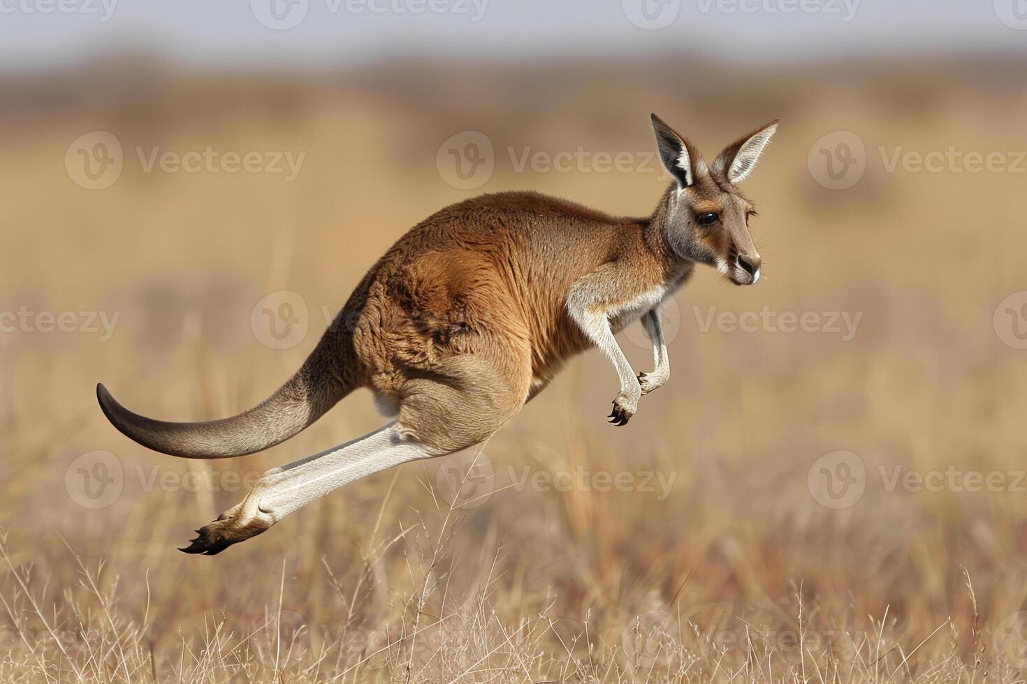 A kangaroo is running through a field of tall grass photo