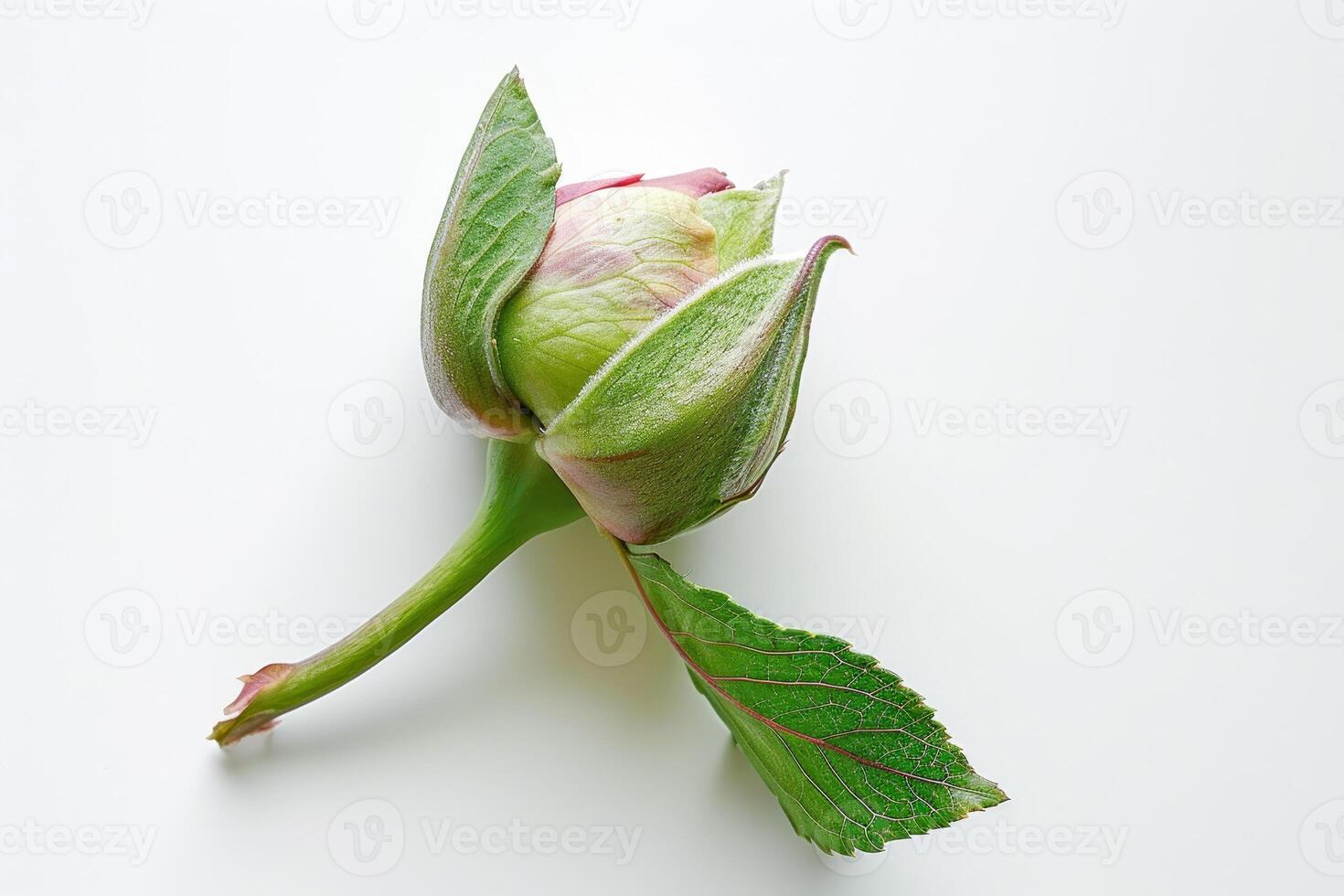 A single flower bud with green leaves on a white surface photo
