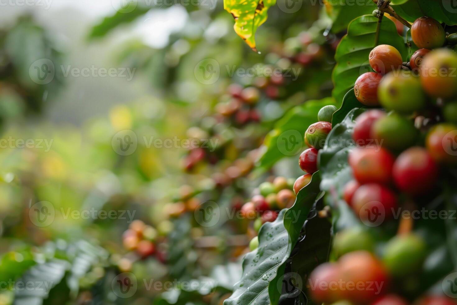 Ripening coffee cherries in various stages of color hang from green leaves in a vibrant plantation, enhanced by the soft drizzle of a tropical rain photo