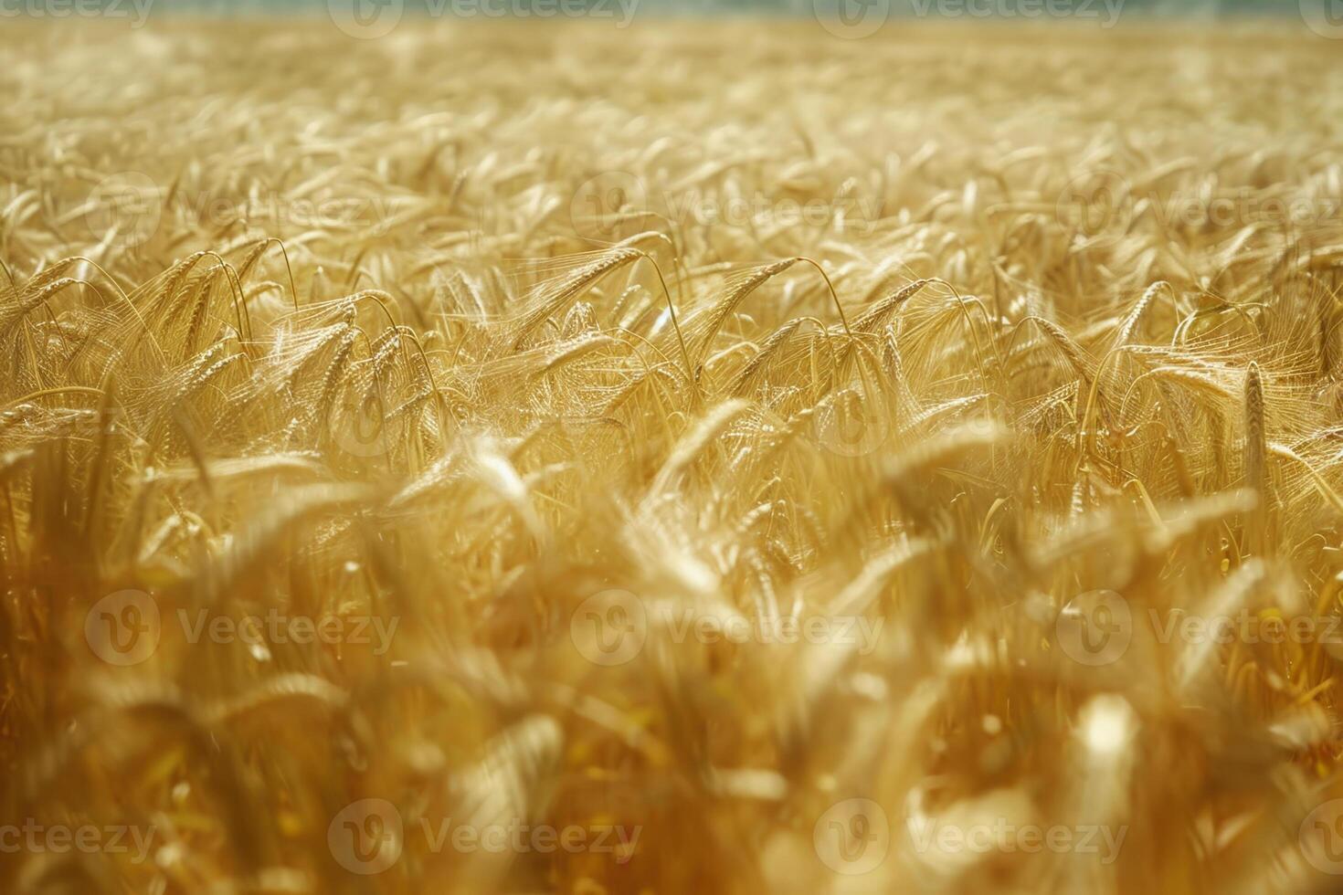Wheat stalks shimmer in the sunlight, creating a golden sea as they sway with the wind. The scene captures the beauty of a late summer harvest photo