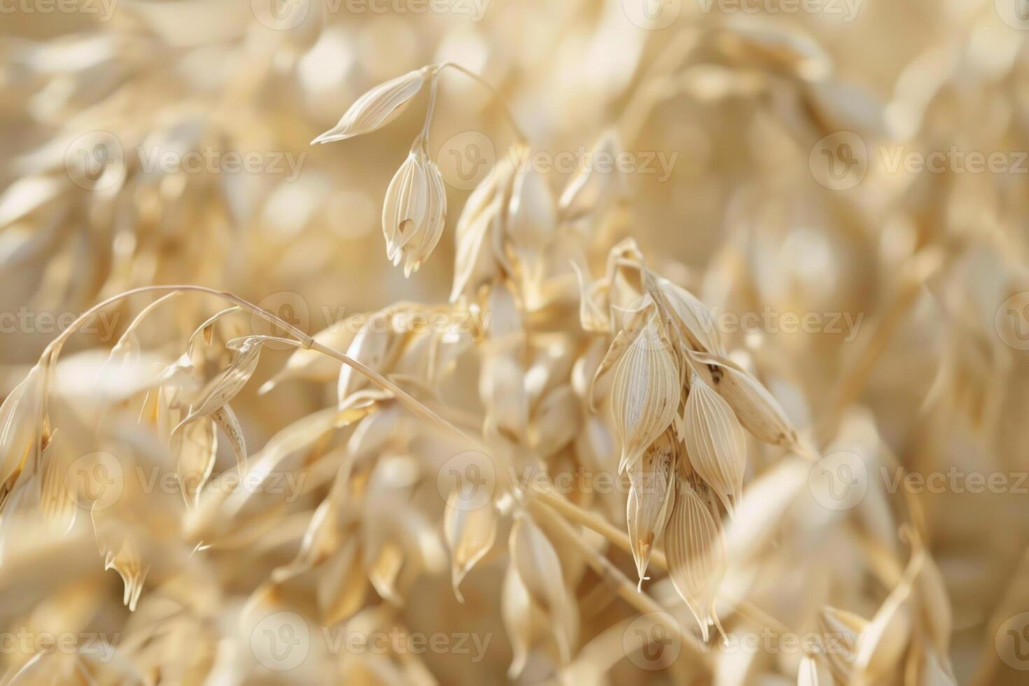 Ripened oat plants sway gently in a warm breeze under the bright sun, signaling the approach of harvest season. The golden hues create a serene countryside ambiance photo