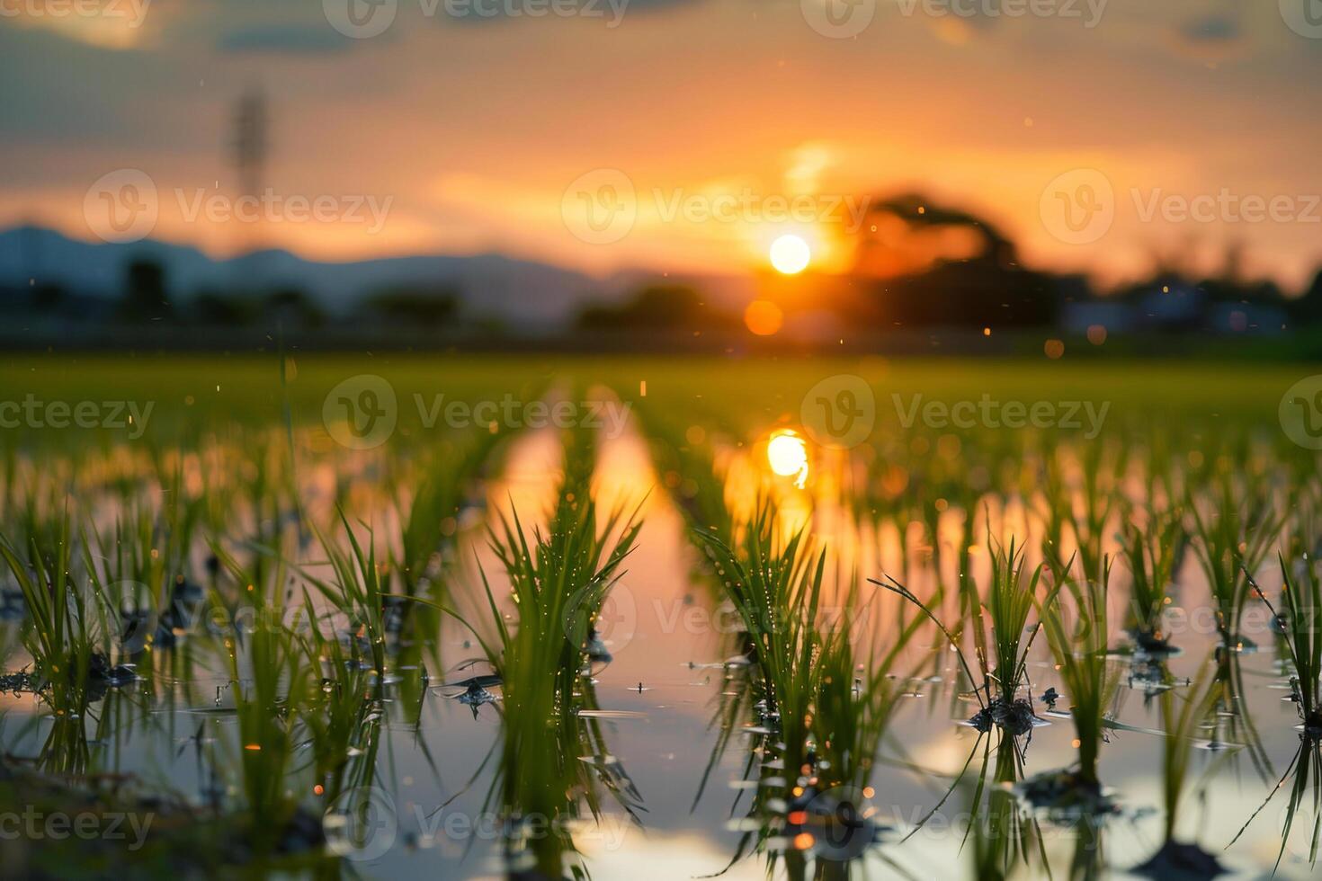 The sky is painted with warm hues as the sun sets behind hills, illuminating a lush rice field with vibrant green sprouts rising from still, reflective water photo