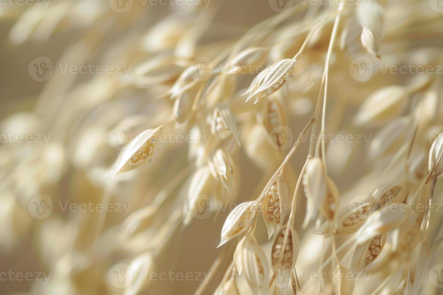 A close-up view showcases golden dried oats swaying gently in the warm afternoon light, highlighting their intricate shapes and textures against a soft background photo