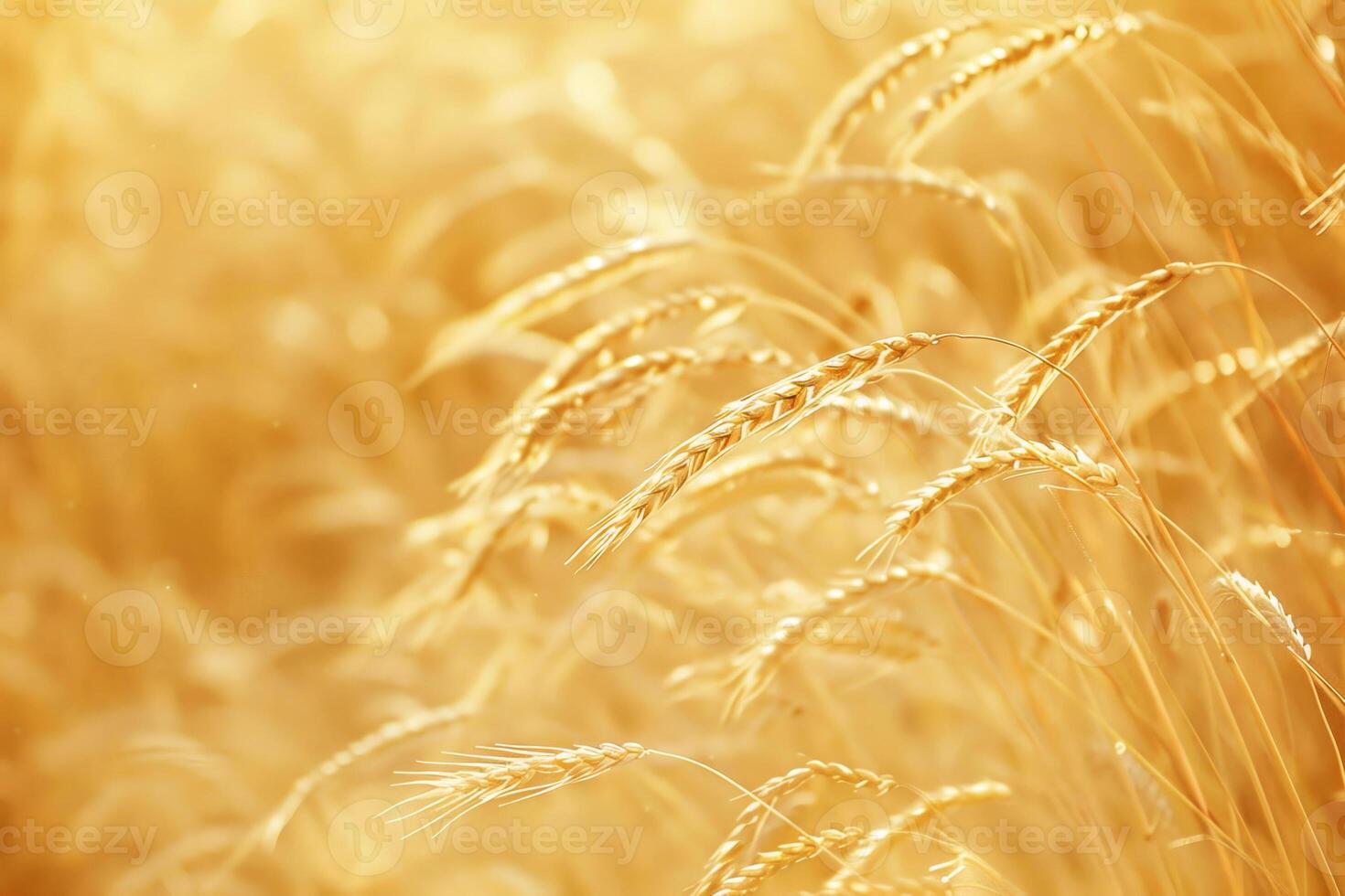 Golden wheat field with sunlight shining through photo