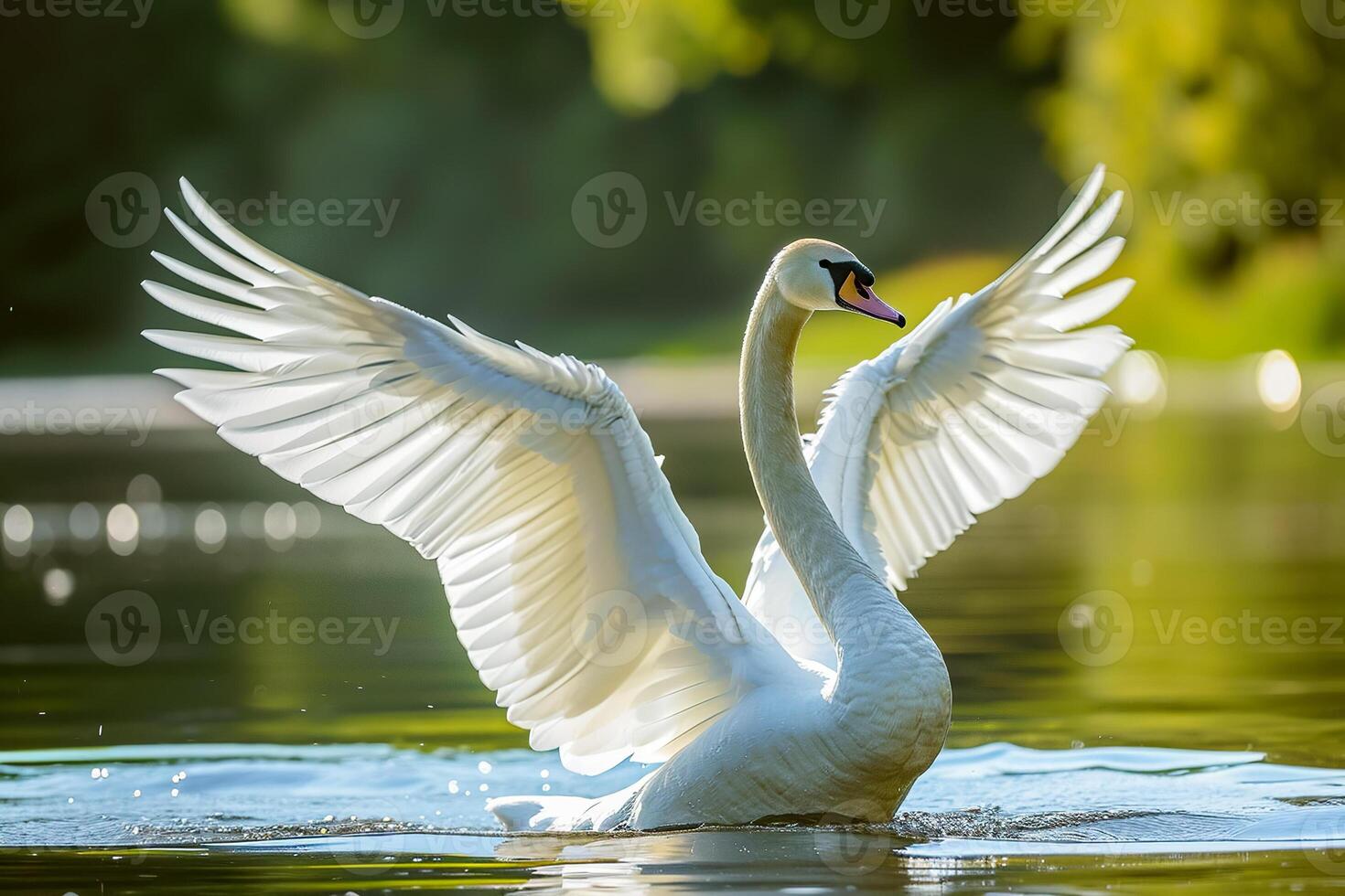 A swan is flying in the water photo