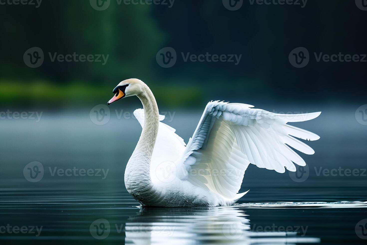 White swan on water with wings spread out photo