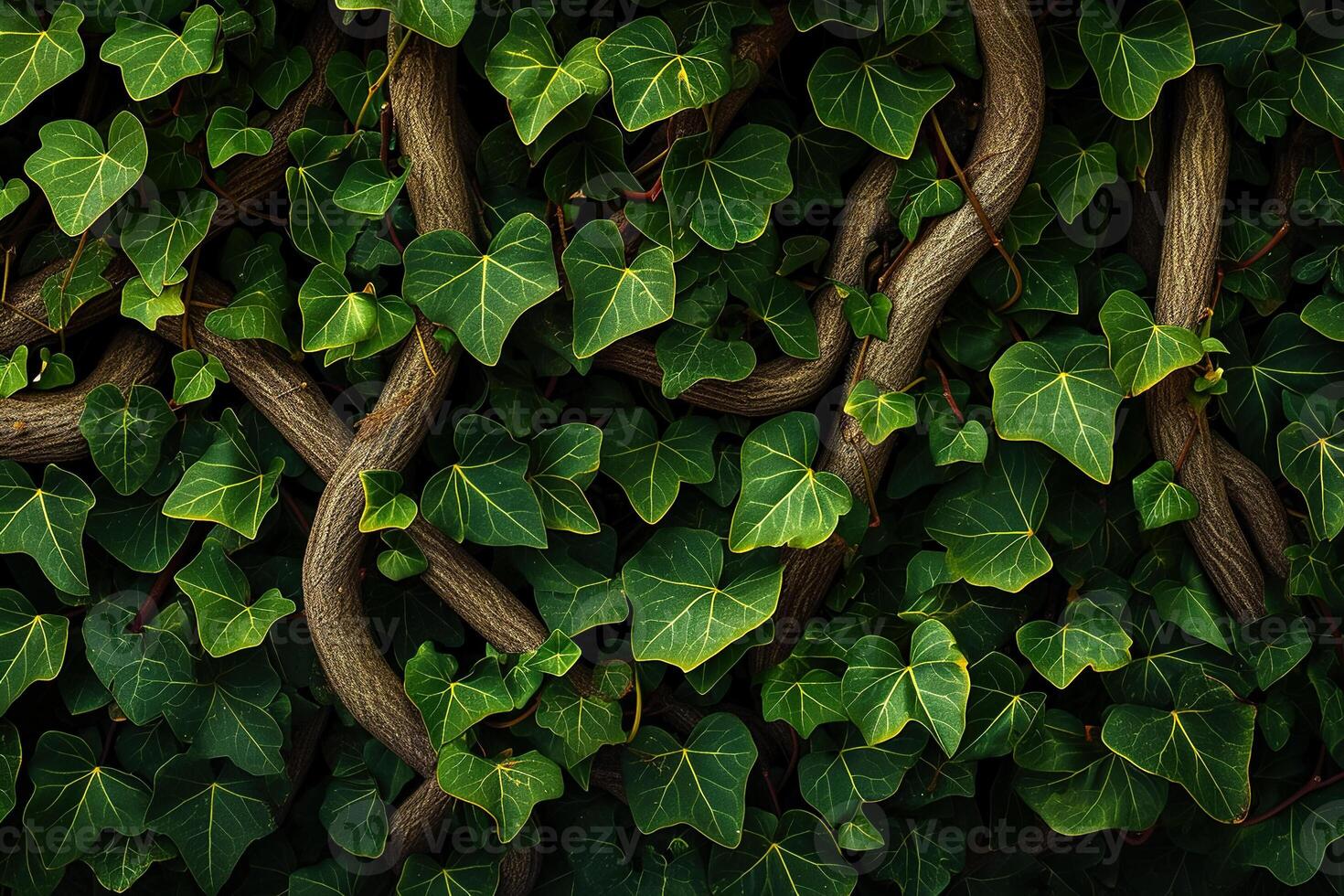 A close up of ivy vines on a wall photo