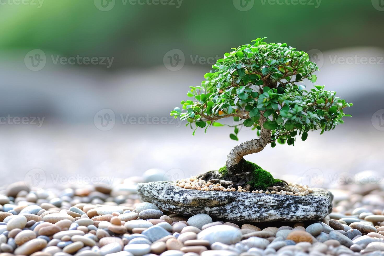 Bonsai tree on rocks in a garden photo