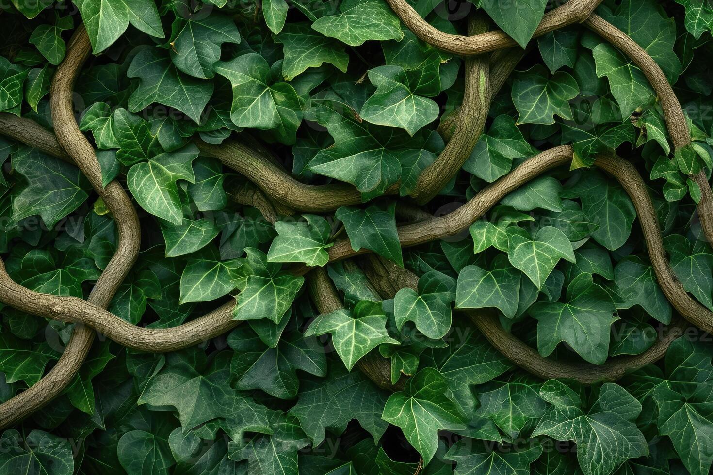 A close up of ivy vines on a wall photo