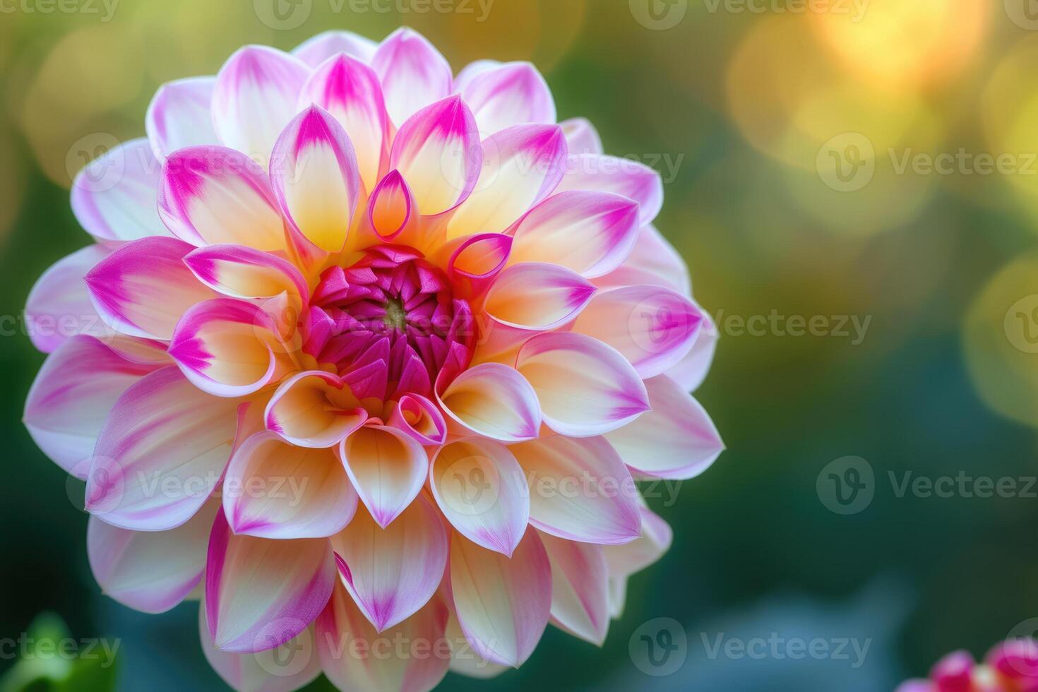 A close up of a pink and white flower photo