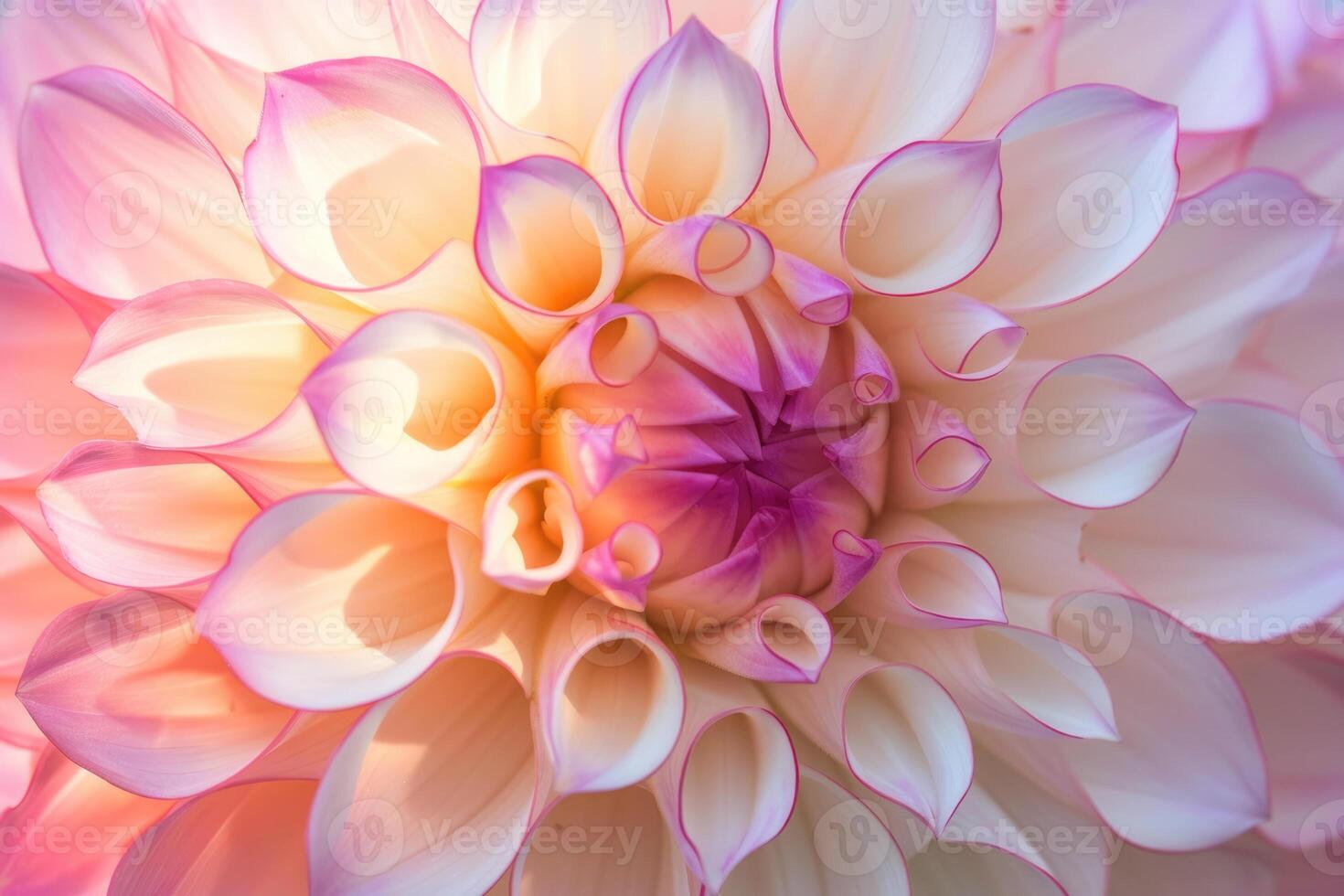 A close up of a pink and white flower photo