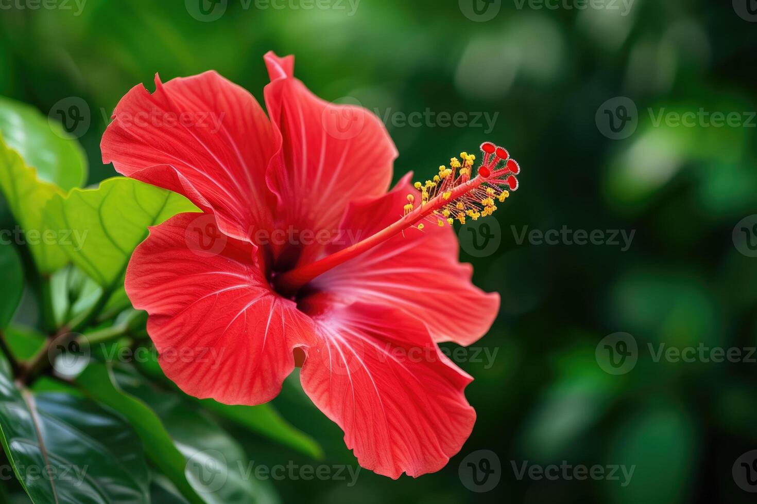 A red flower is in the middle of a green background photo