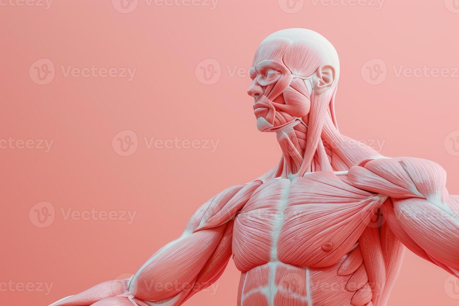 The muscles of a man are shown in this image photo
