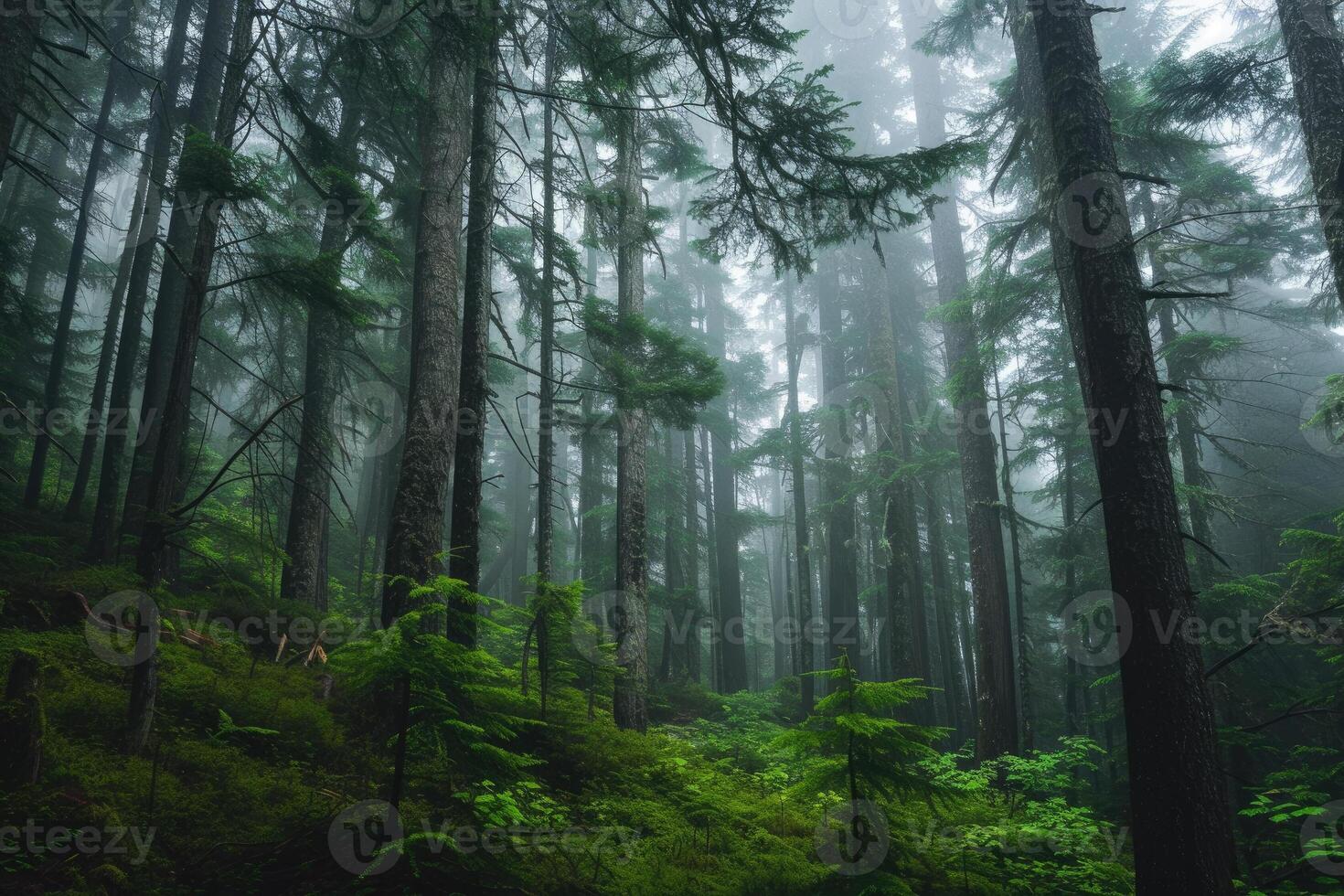 A forest with tall trees and green grass photo