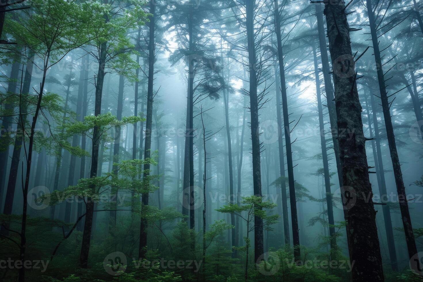 A forest with tall trees and fog photo