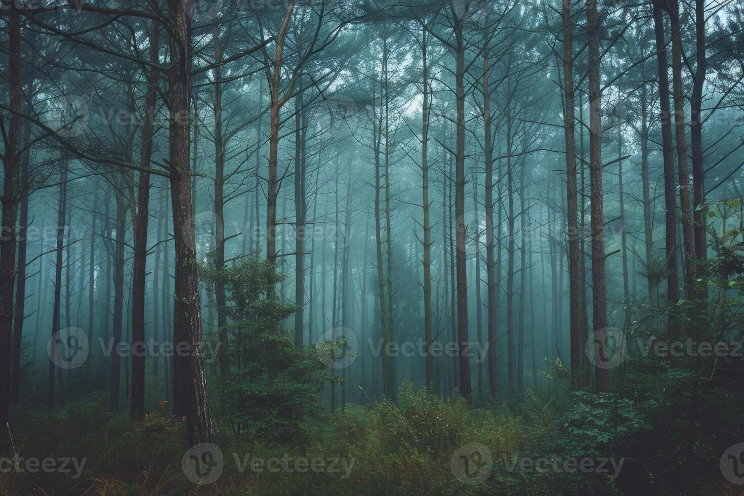 A forest with tall trees and fog photo