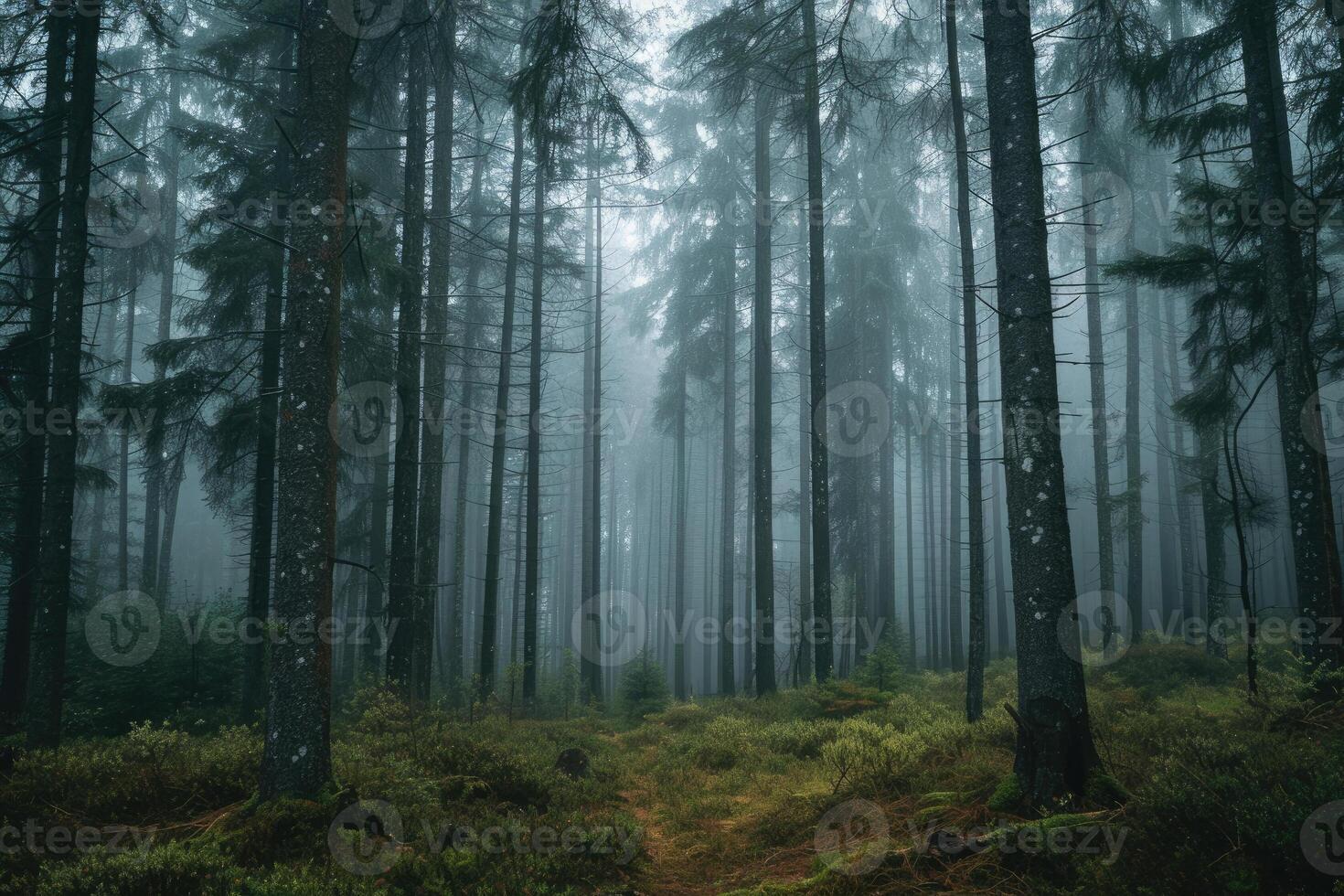 A forest with tall trees and fog photo